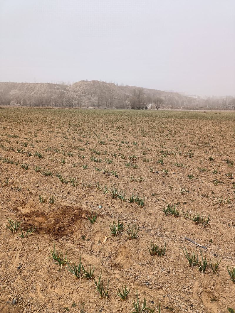 榆林红葱没浇水
