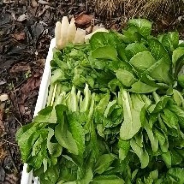 白菜苔