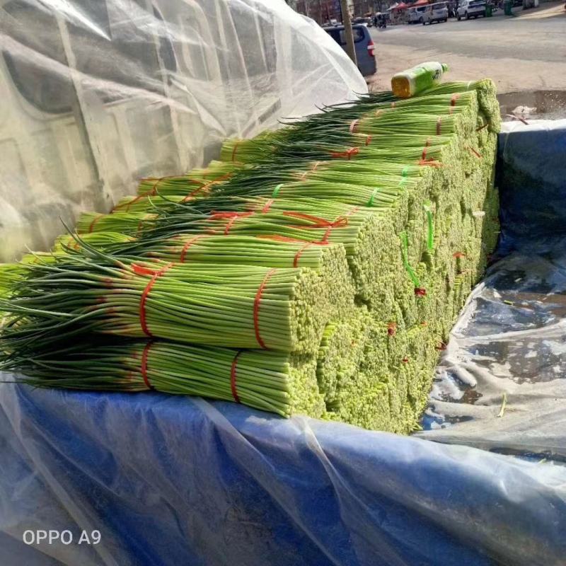 可接急单对接商超市场运营平台主播储存一件代发2025