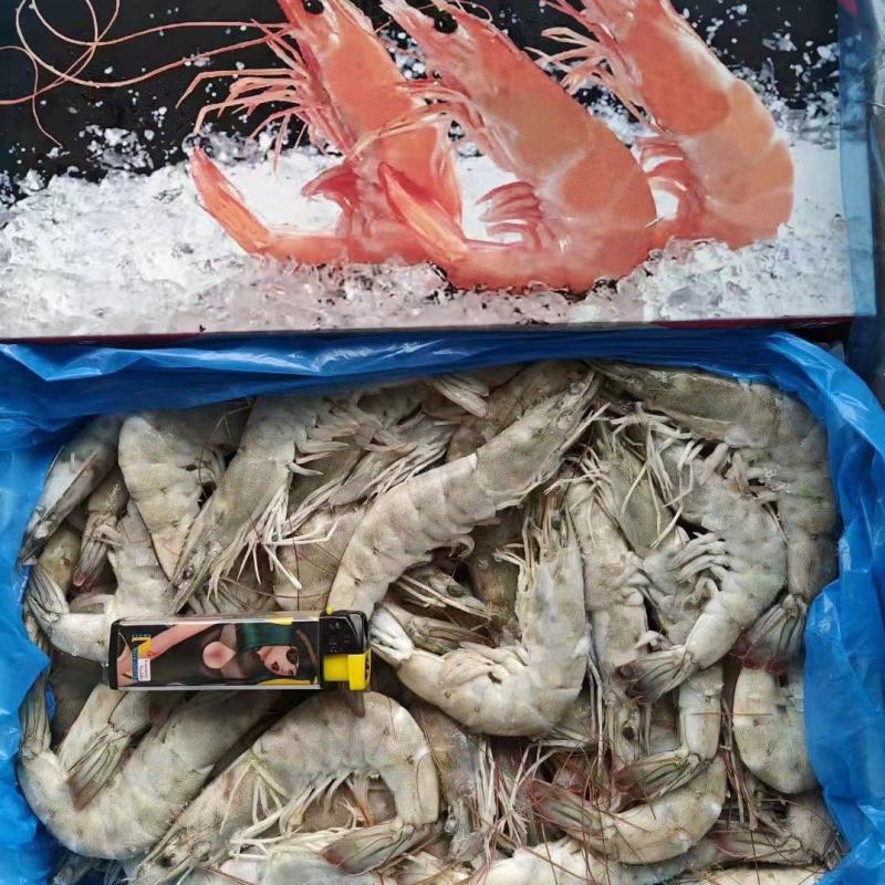 欧玛沙盐冻大虾---鲜冻大虾1.5KG份量足-批发代发货