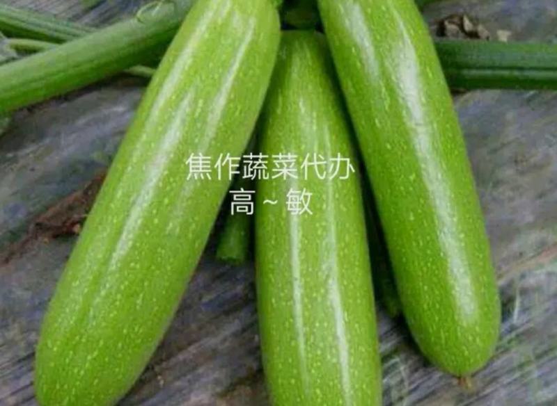 河南焦作博爱县西葫芦4两以上瓜条颜色绿货源充足可看货