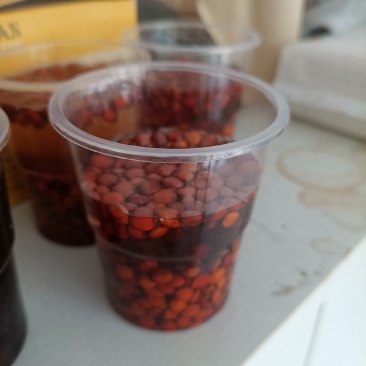 营养钵酸枣苗