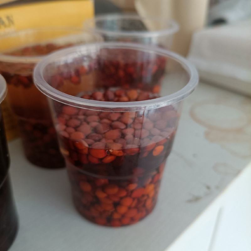 营养钵酸枣苗