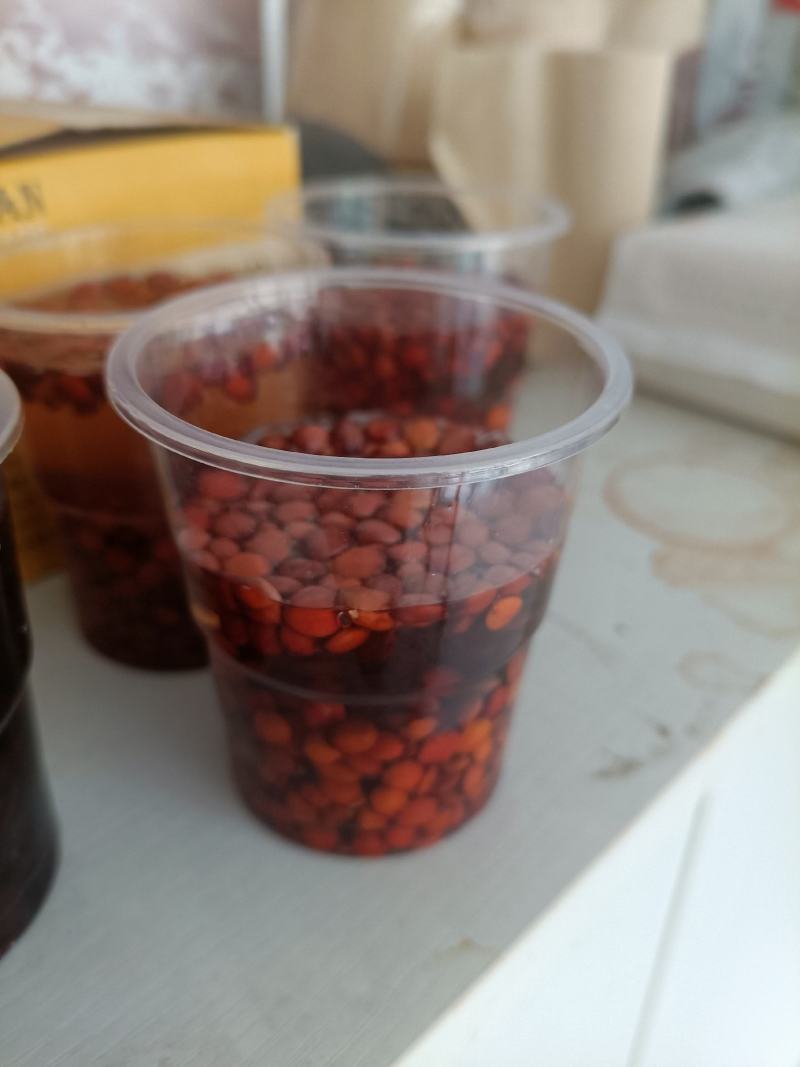 营养钵酸枣苗