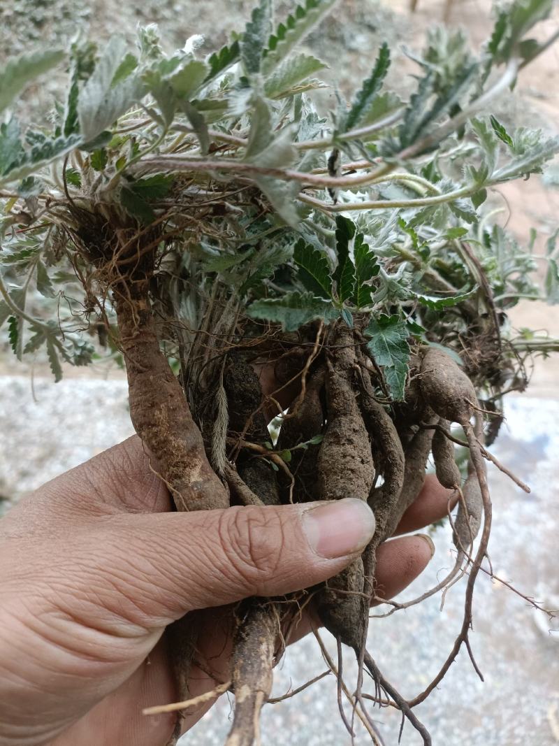 翻白草