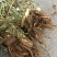 翻白草
