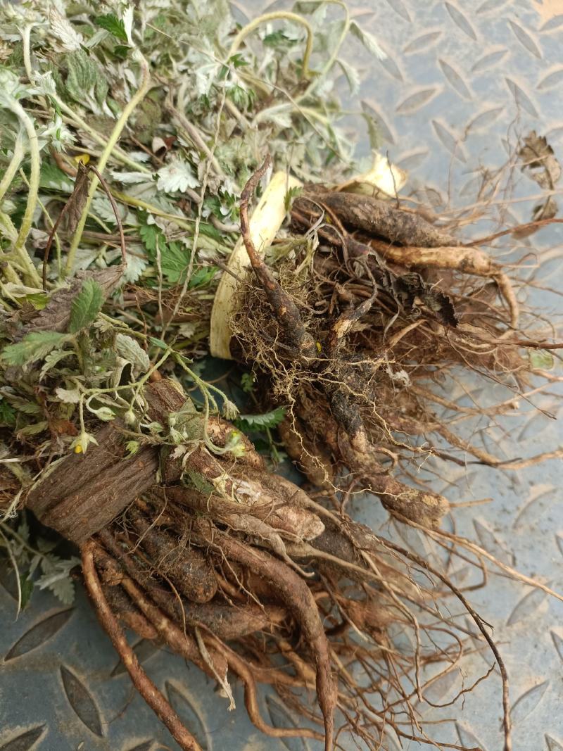 翻白草
