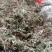 翻白草，天青地白*.正宗的2026年的新货.欢迎订购。