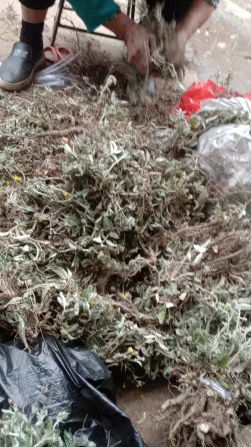 翻白草，天青地白*.正宗的2026年的新货.欢迎订购。
