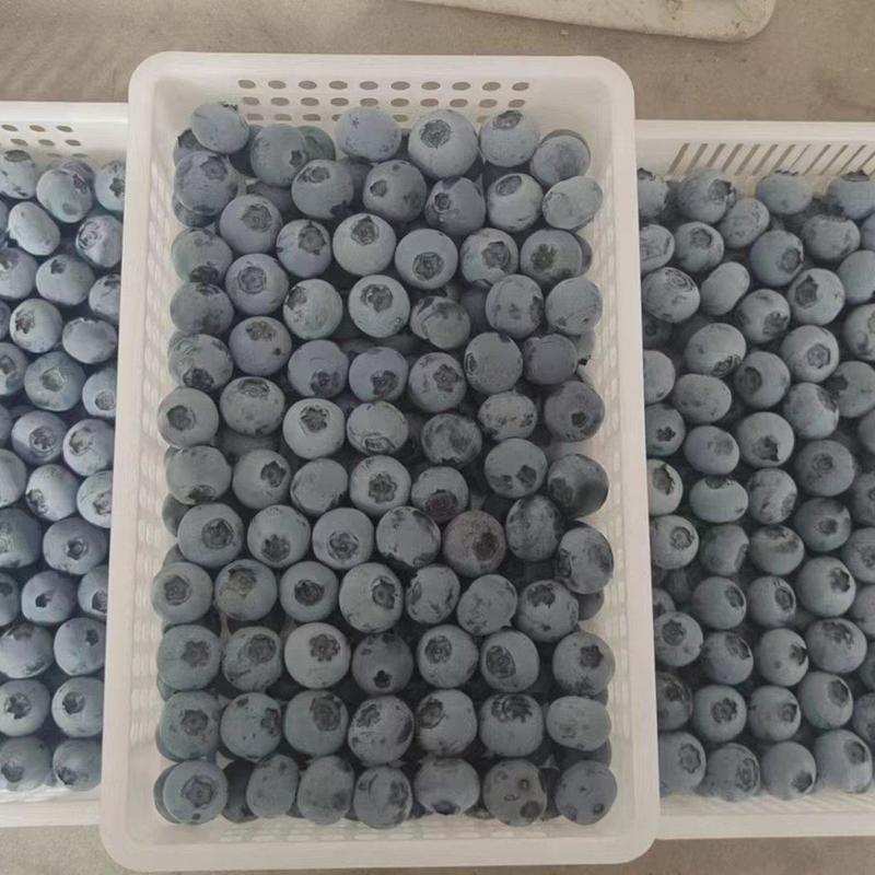 【蓝莓】山东精品蓝莓现摘现发口感香甜代发全国欢迎来电
