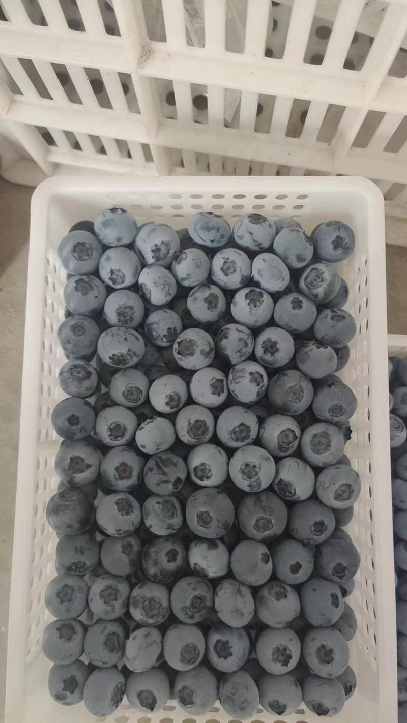 【蓝莓】山东精品蓝莓现摘现发口感香甜代发全国欢迎来电