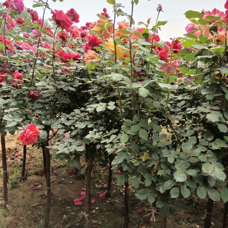 庭院观赏工程绿化月季品种，规格齐全欢迎选购
