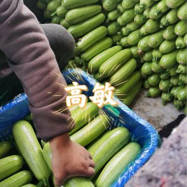 西葫芦4两以上瓜条好颜色绿货源充足可视频看货
