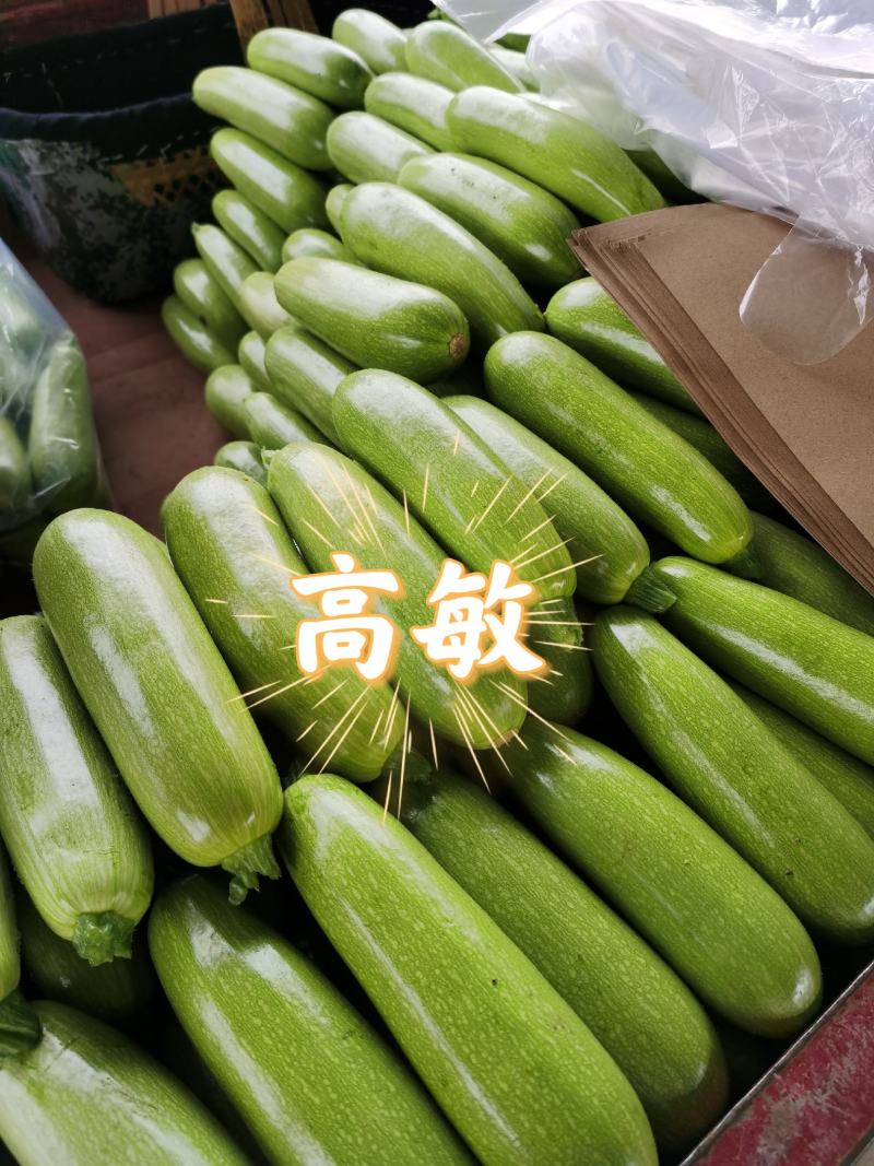河南焦作博爱县西葫芦4两以上瓜条颜色绿货源充足可看货