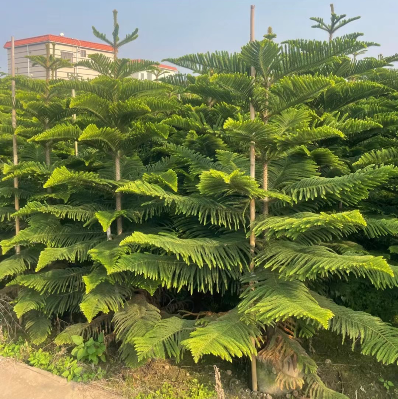 南洋杉各种规格，基地大量现货，欢迎各位客户咨询