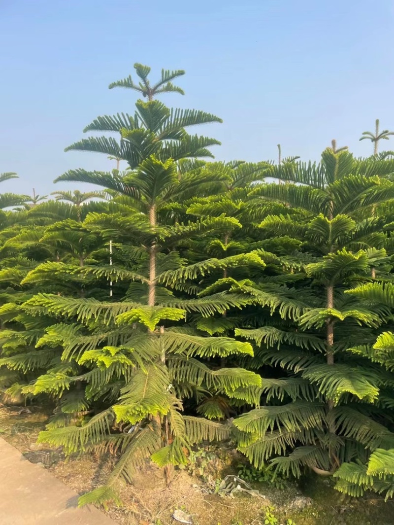 南洋杉各种规格，基地大量现货，欢迎各位客户咨询