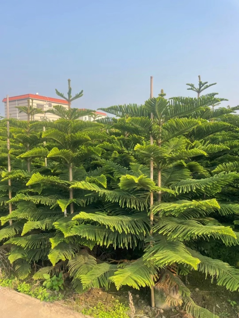 南洋杉各种规格，基地大量现货，欢迎各位客户咨询