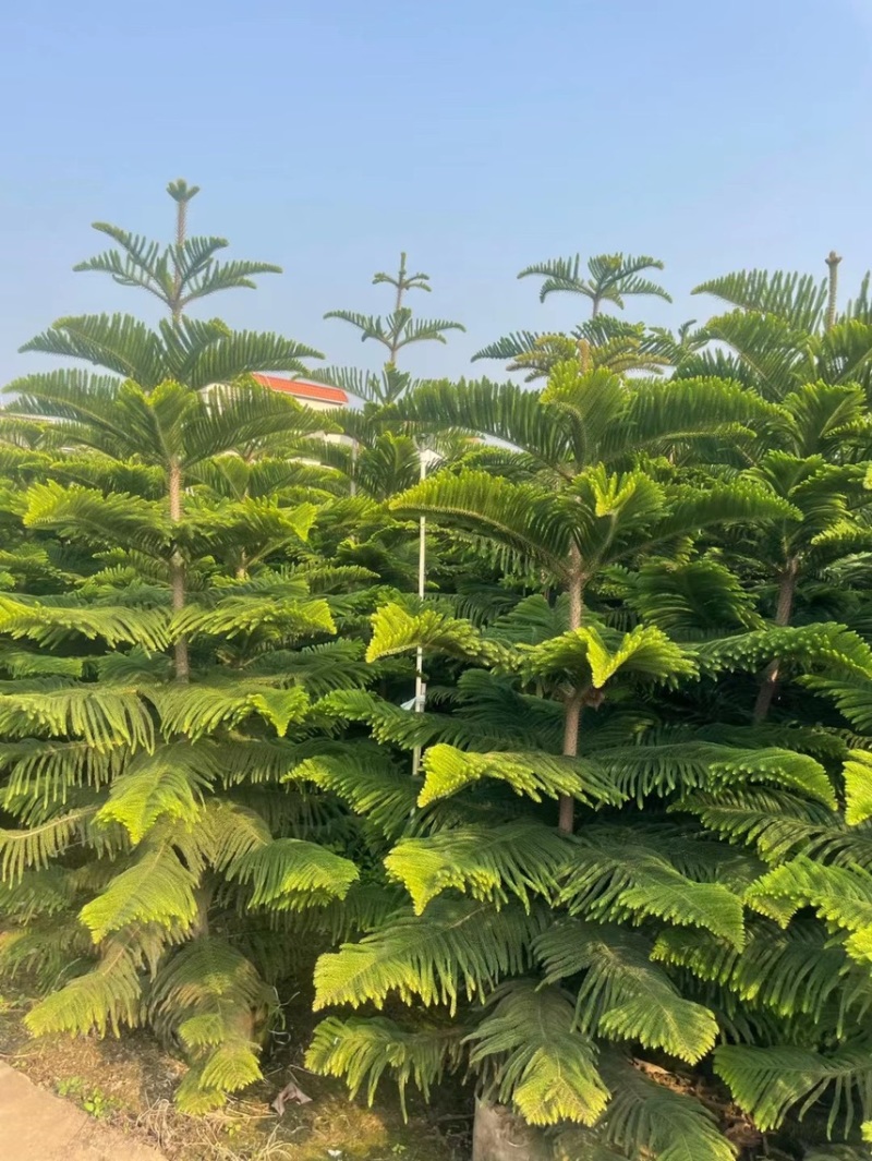 南洋杉各种规格，基地大量现货，欢迎各位客户咨询