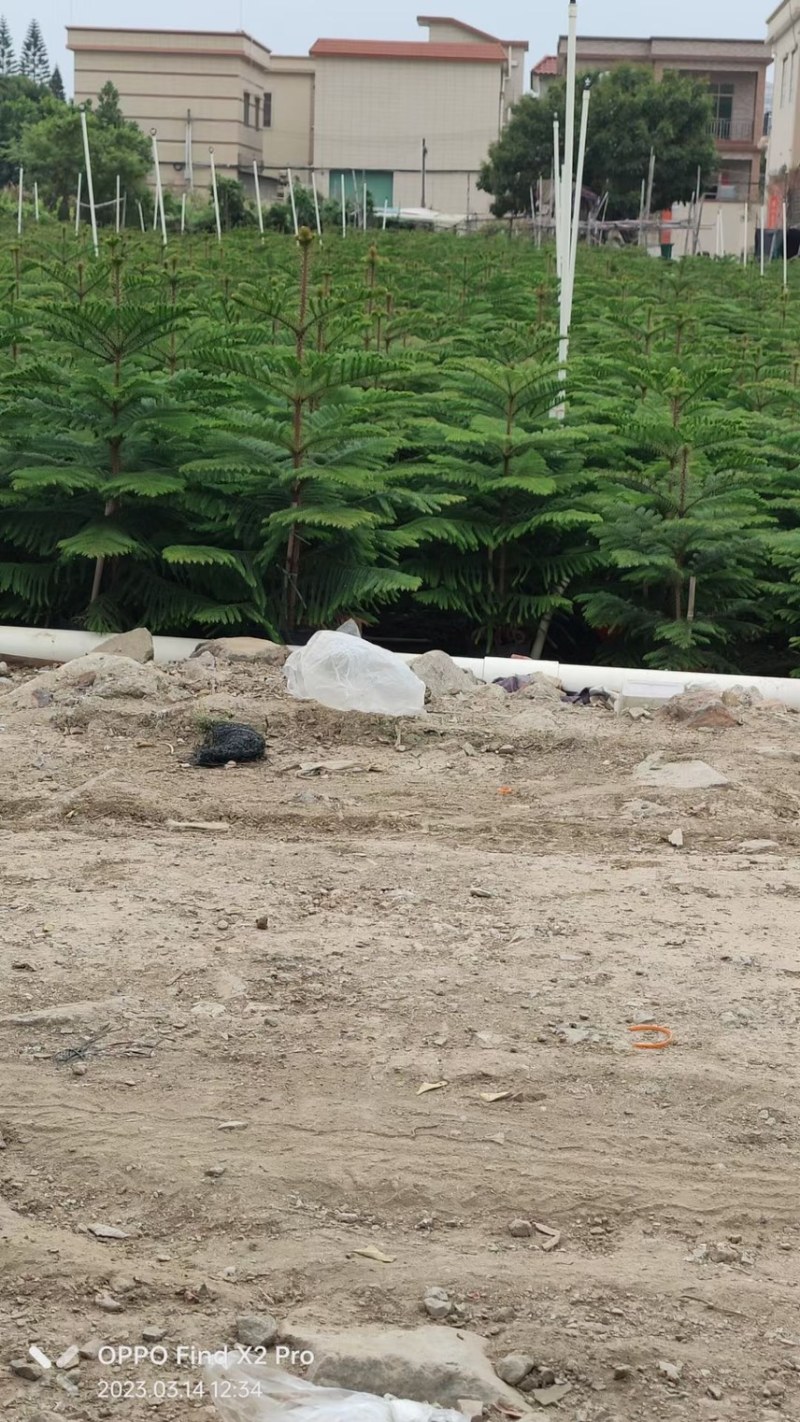 南洋杉各种规格，基地大量现货，欢迎各位客户咨询