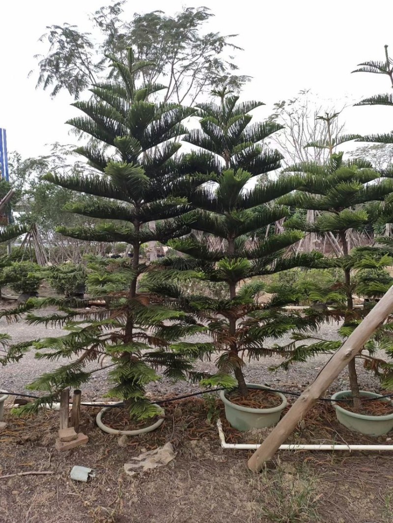 南洋杉各种规格，基地大量现货，欢迎各位客户咨询