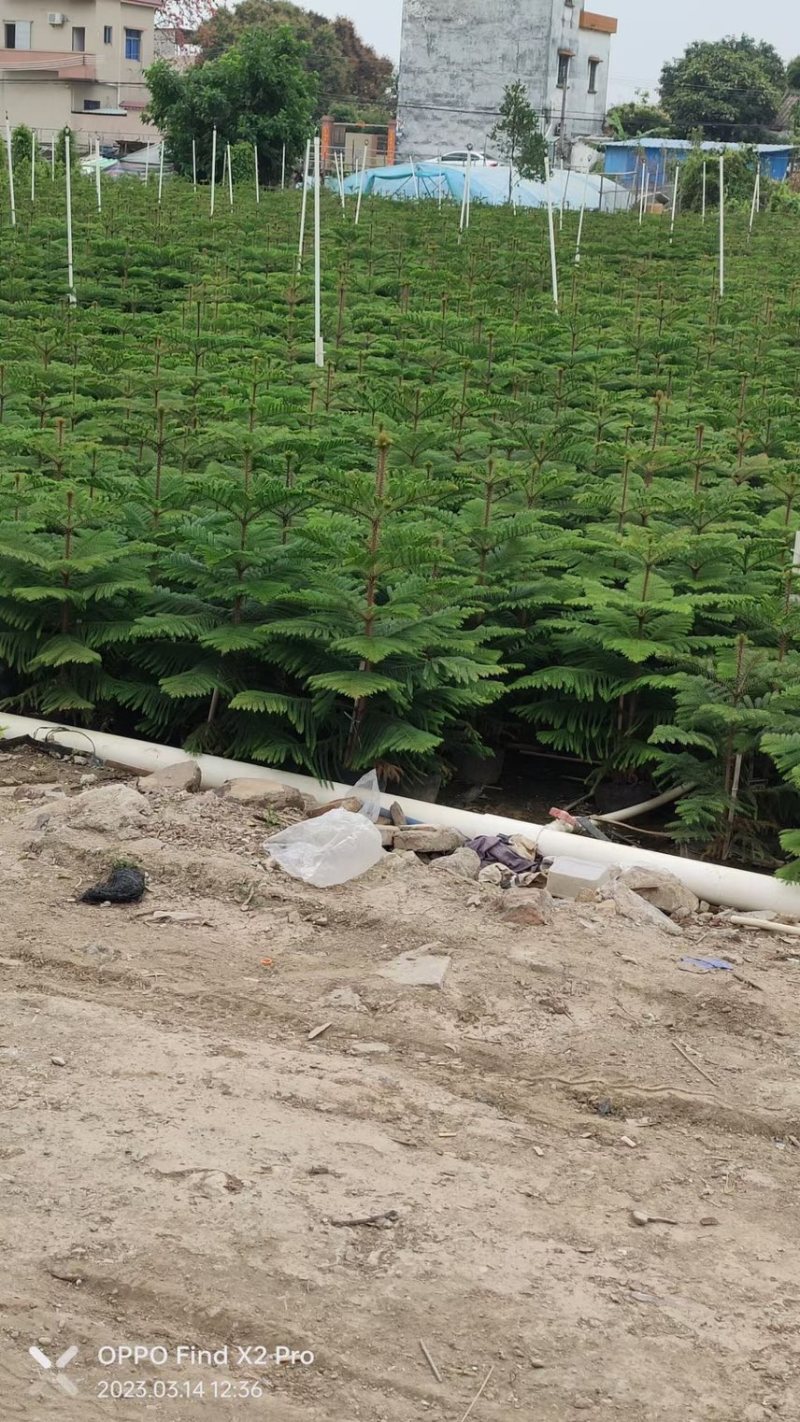 南洋杉各种规格，基地大量现货，欢迎各位客户咨询