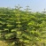 南洋杉各种规格，基地大量现货，欢迎各位客户咨询