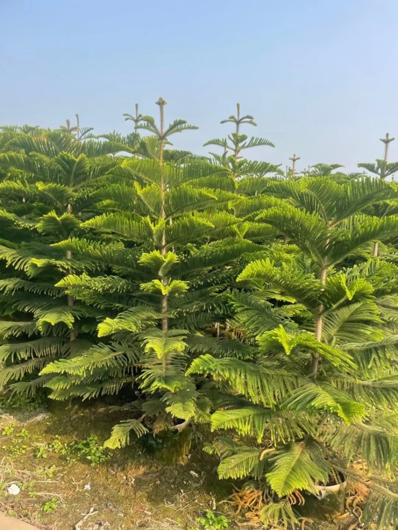 南洋杉各种规格，基地大量现货，欢迎各位客户咨询