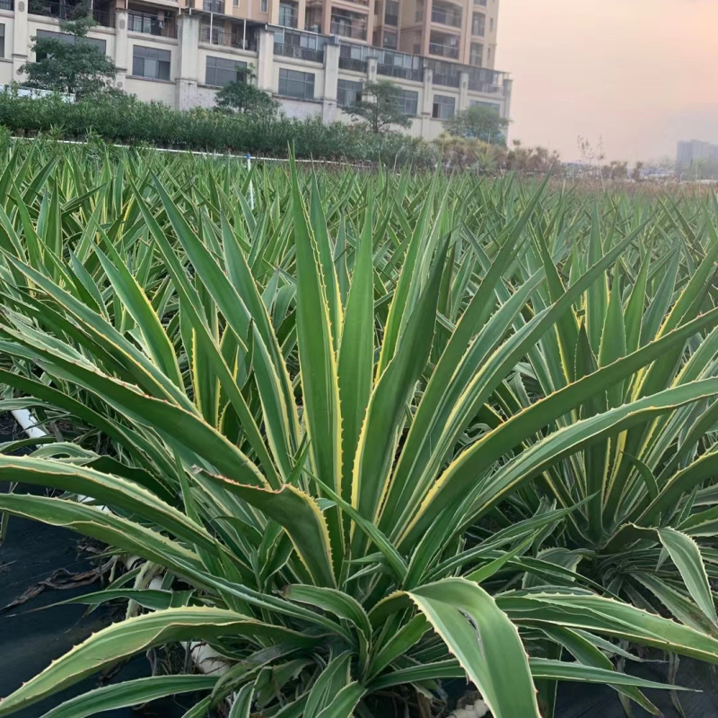 龙舌兰各种规格基地大量现货供应，欢迎各位客户咨询