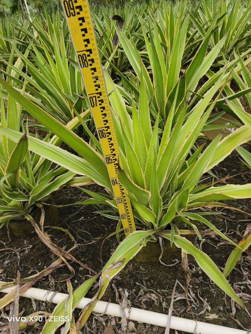 龙舌兰各种规格基地大量现货供应，欢迎各位客户咨询