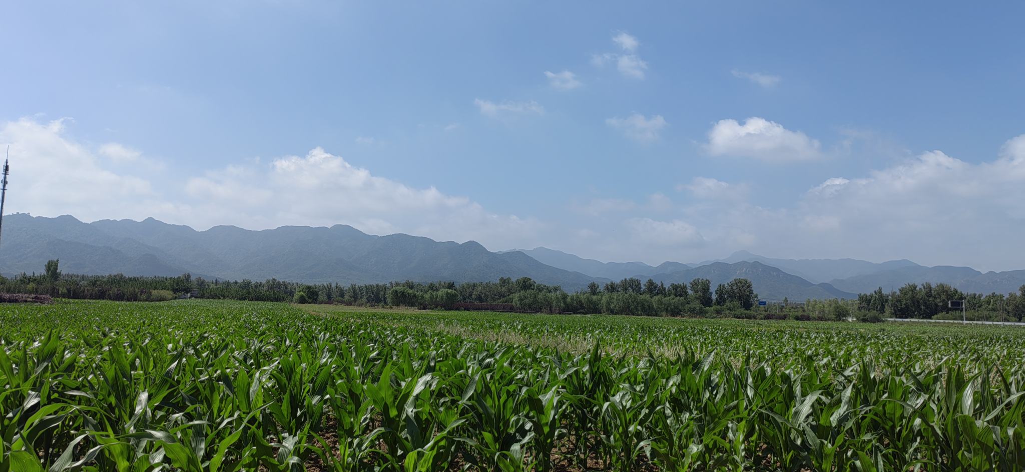 油菜田地春季景象