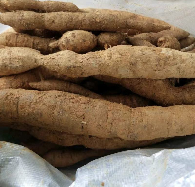 野生牛大力薯，广西百色本地野生新鲜货源质量保证