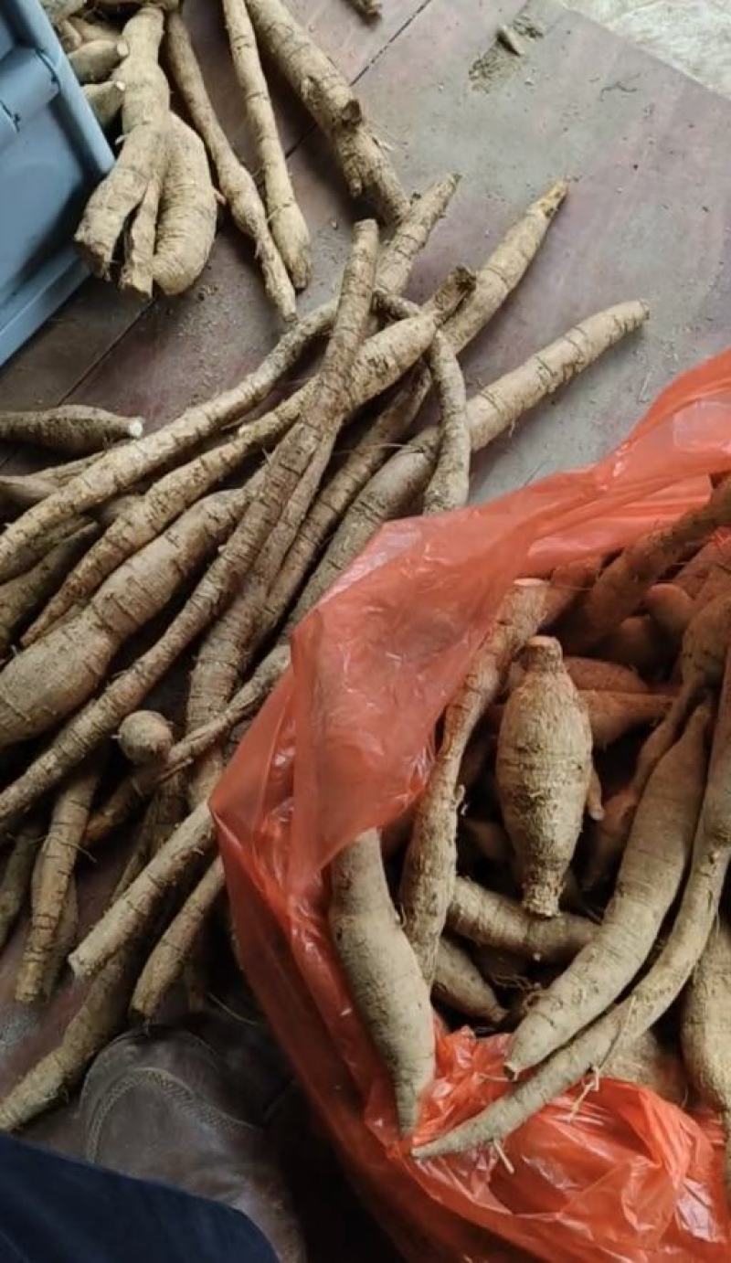 野生牛大力薯，广西百色本地野生新鲜货源质量保证