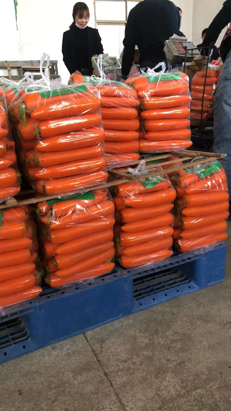 产地直销红萝卜，大量供应超市，市场，电商，食堂等红萝卜！