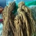当归甘肃带硫岷县当归新货切当归片配当归黄芪党参非当