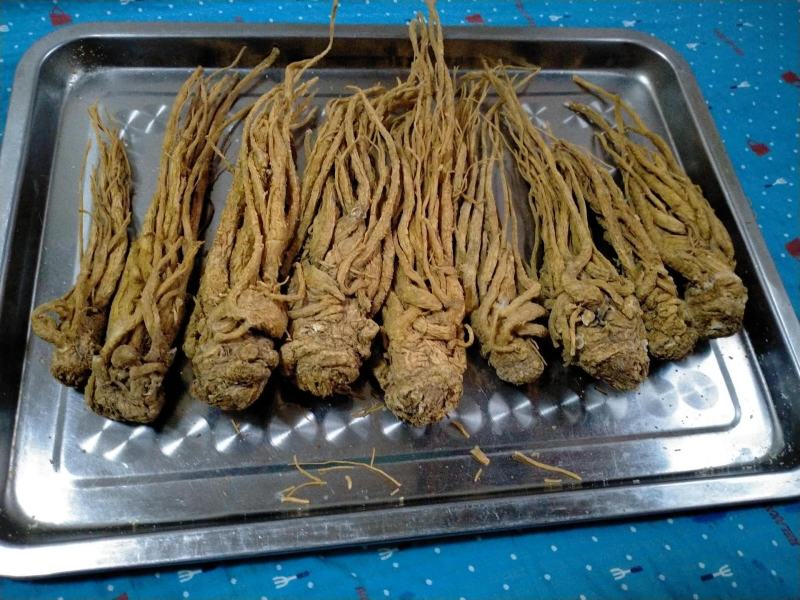 当归甘肃带硫岷县当归新货切当归片配当归黄芪党参非当