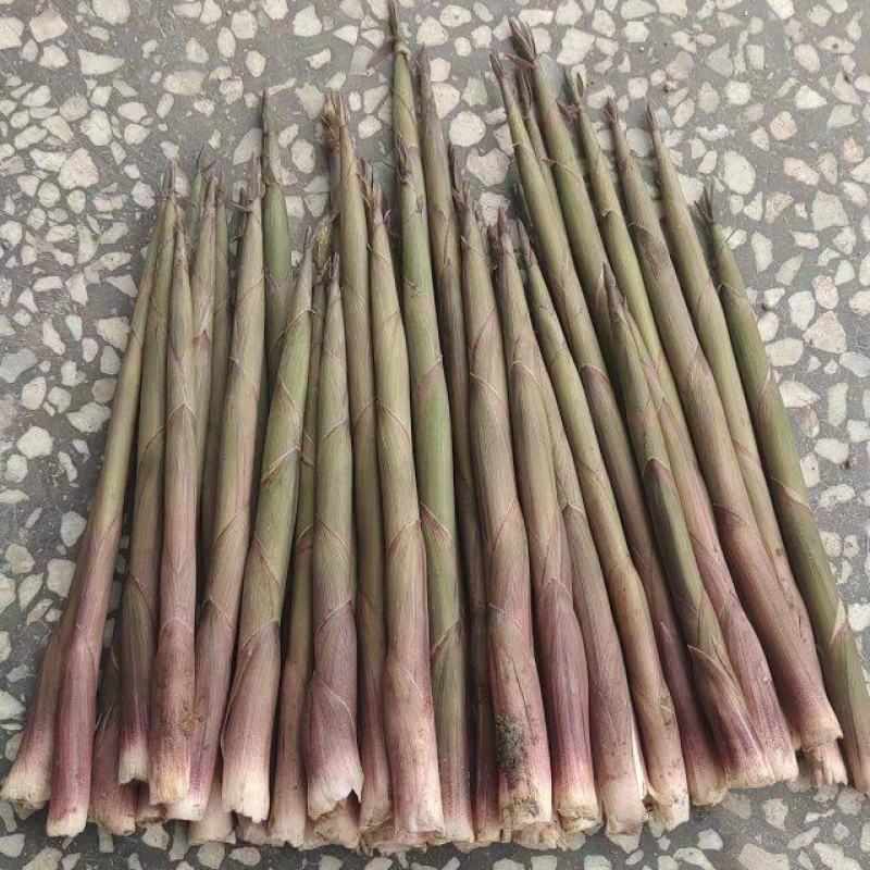 新鲜竹笋天然小春笋带壳手剥小竹笋新鲜蔬