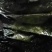 海带裙带