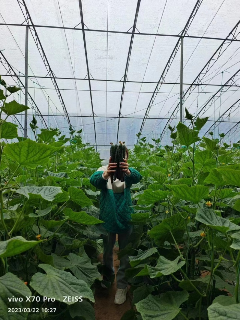 河南周口黄瓜密刺黄瓜大量现货全国对接
