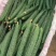 河南周口黄瓜密刺黄瓜大量现货全国对接