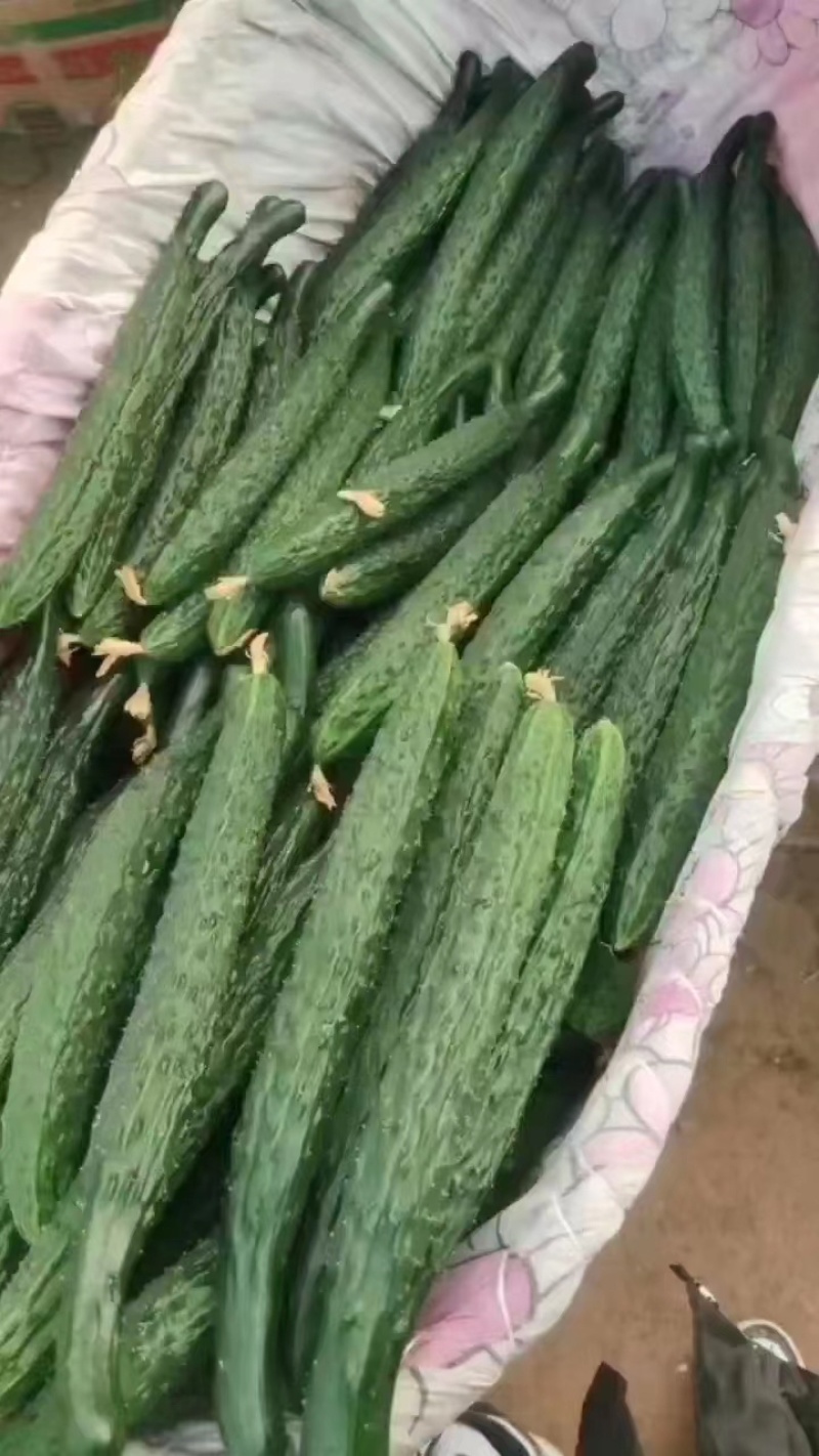 河南周口黄瓜密刺黄瓜大量现货全国对接