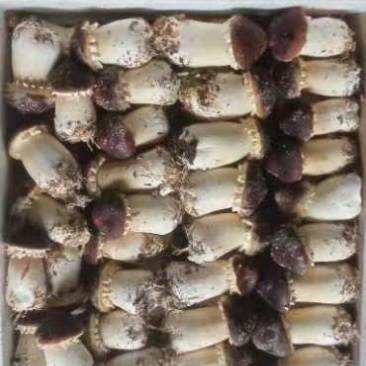 赤松茸