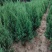 河南桧柏塔柏墓地种植塔柏树供应