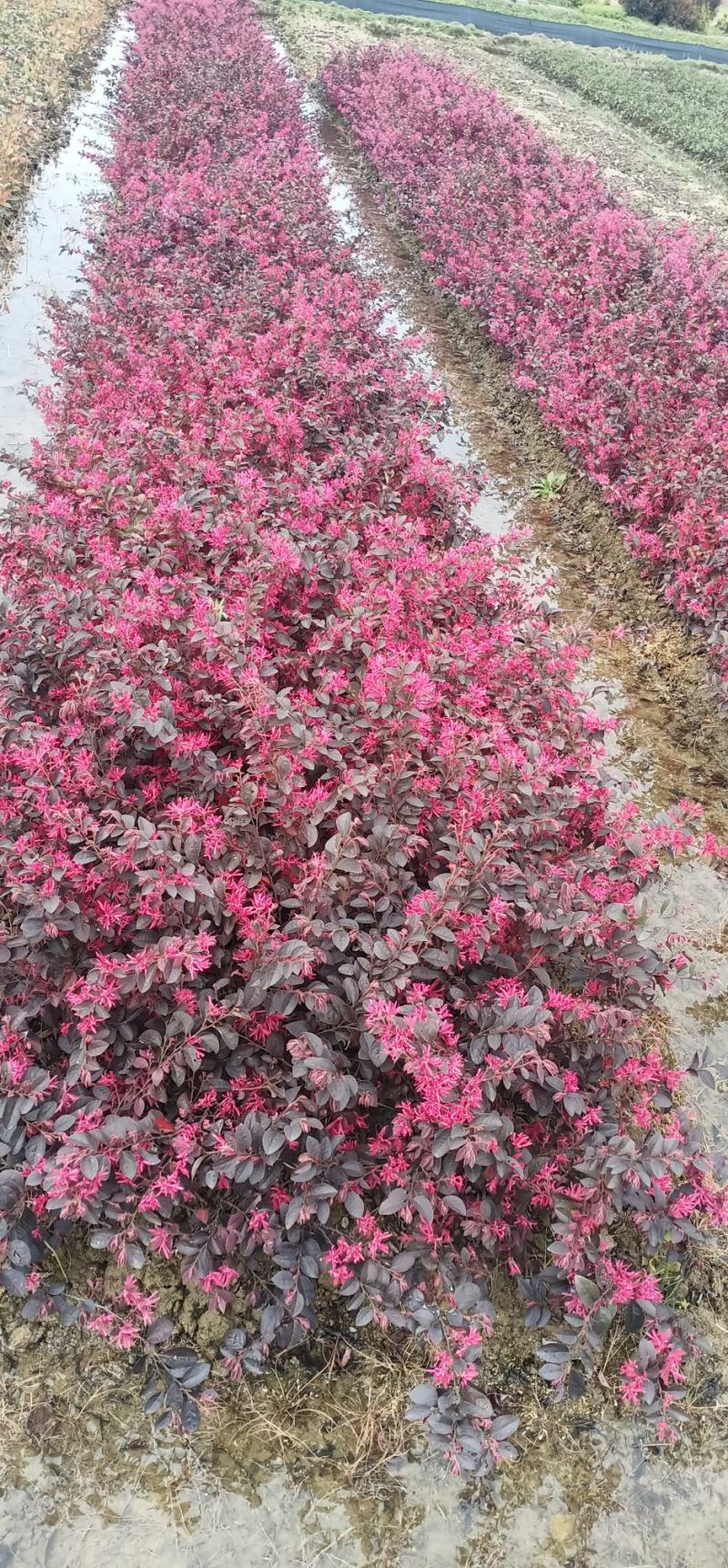 红花继木，带花出售，欢迎下单，产地大量现货