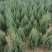 河南桧柏塔柏墓地种植塔柏树供应