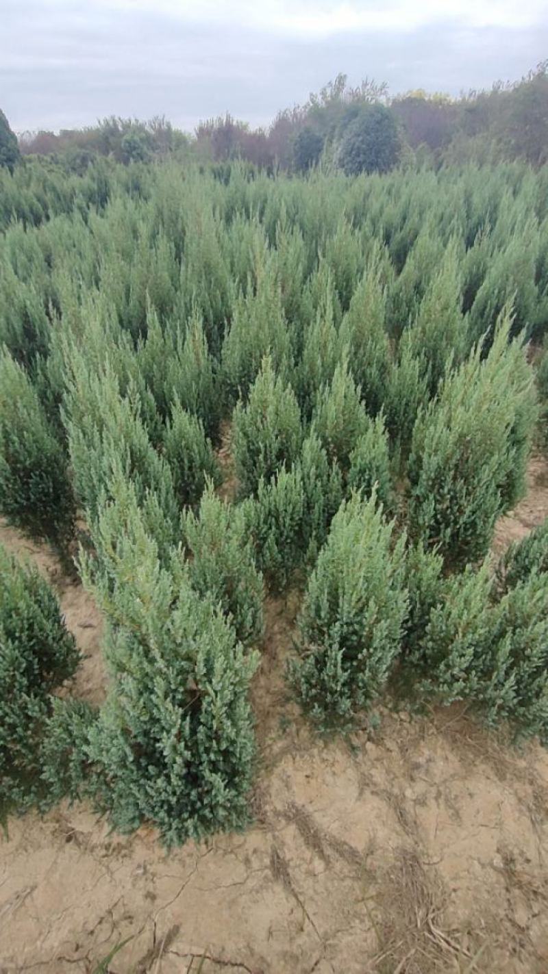 河南桧柏塔柏墓地种植塔柏树供应