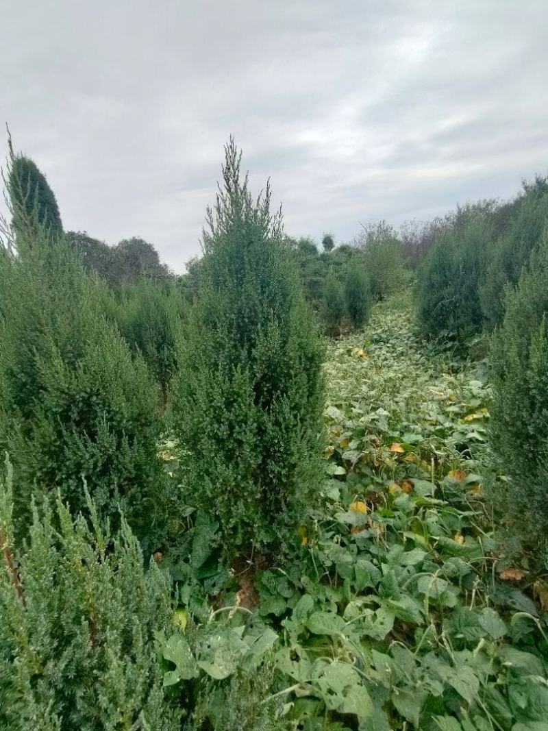 河南桧柏塔柏墓地种植塔柏树供应