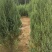 河南桧柏塔柏墓地种植塔柏树供应