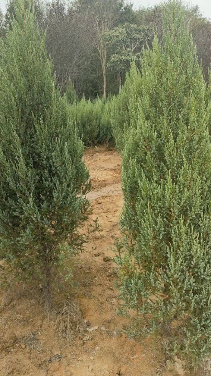 河南桧柏塔柏墓地种植塔柏树供应