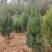 河南桧柏塔柏墓地种植塔柏树供应