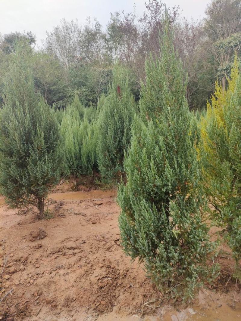 河南桧柏塔柏墓地种植塔柏树供应